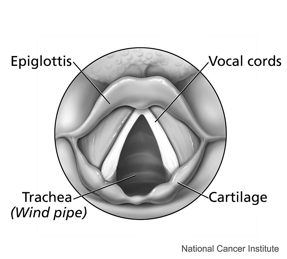 Diagram of the larynx seen from above, showing the epiglottis and vocal cords